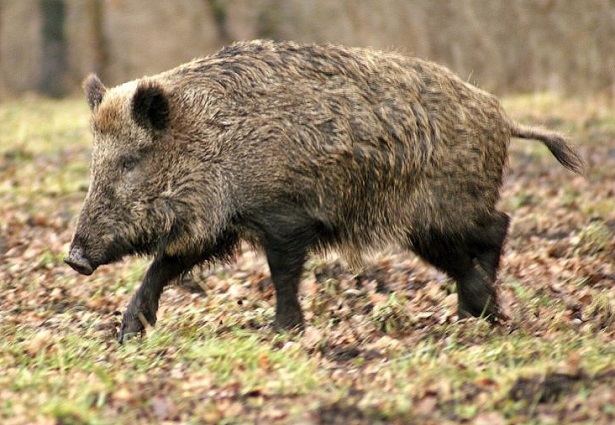 Varese – Massacrata famiglia di cinghiali – Lettera-esposto delle associazioni animaliste e ambientaliste