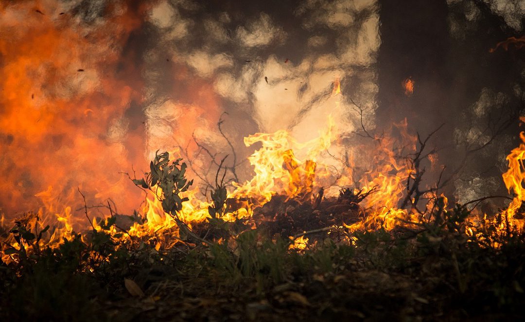 Incendi – LNDC, LEIDAA e OIPA chiedono a MITE e Regioni la sospensione della caccia per tutela della fauna selvatica
