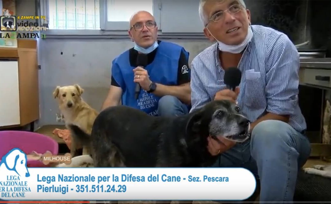 4 Zampe in TV al Rifugio LNDC di Pescara – 2