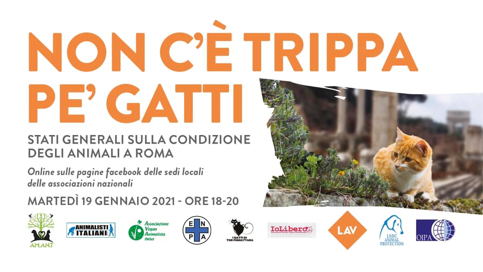 19/1 Non c’è trippa pe’ gatti