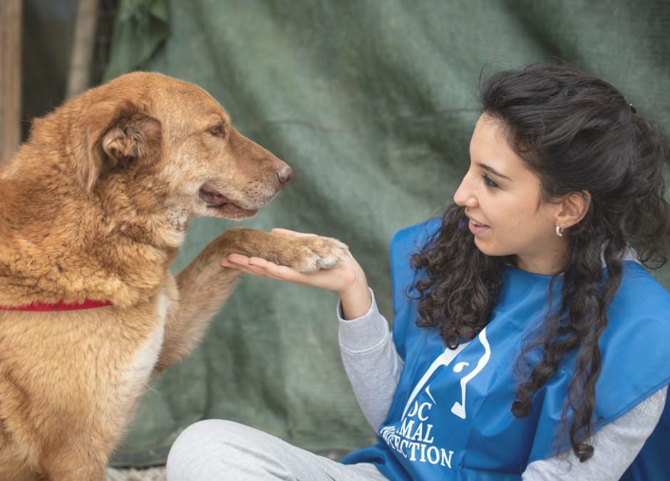 LNDC partner di Zampylife, la nuova app etica per gli animali