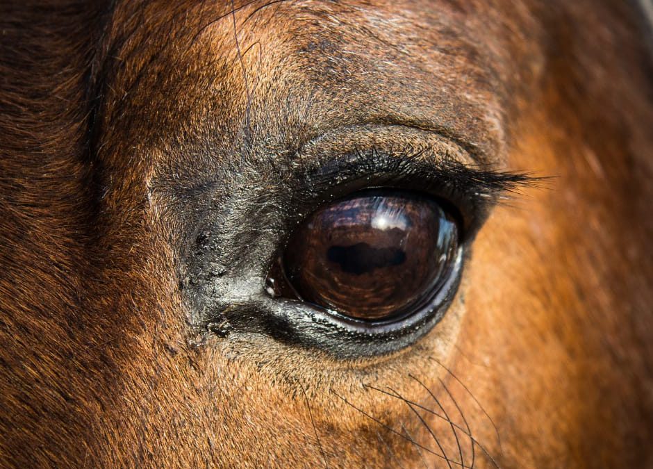 Napoli – Animali denutriti e morti. LNDC denuncia