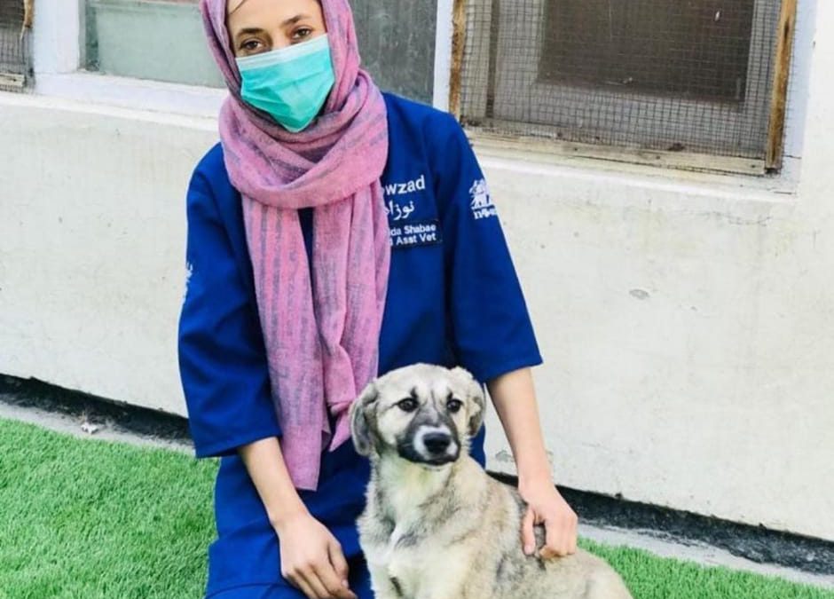 Lettera al Governo UK in sostegno di Nowzad