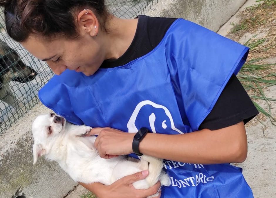 Trecastelli (An) – LNDC Animal Protection, ENPA, LAV, LEIDAA e OIPA chiedono chiarimenti al Presidente della Regione Acquaroli e all’assessore Saltamartini e la convocazione urgente del tavolo tecnico