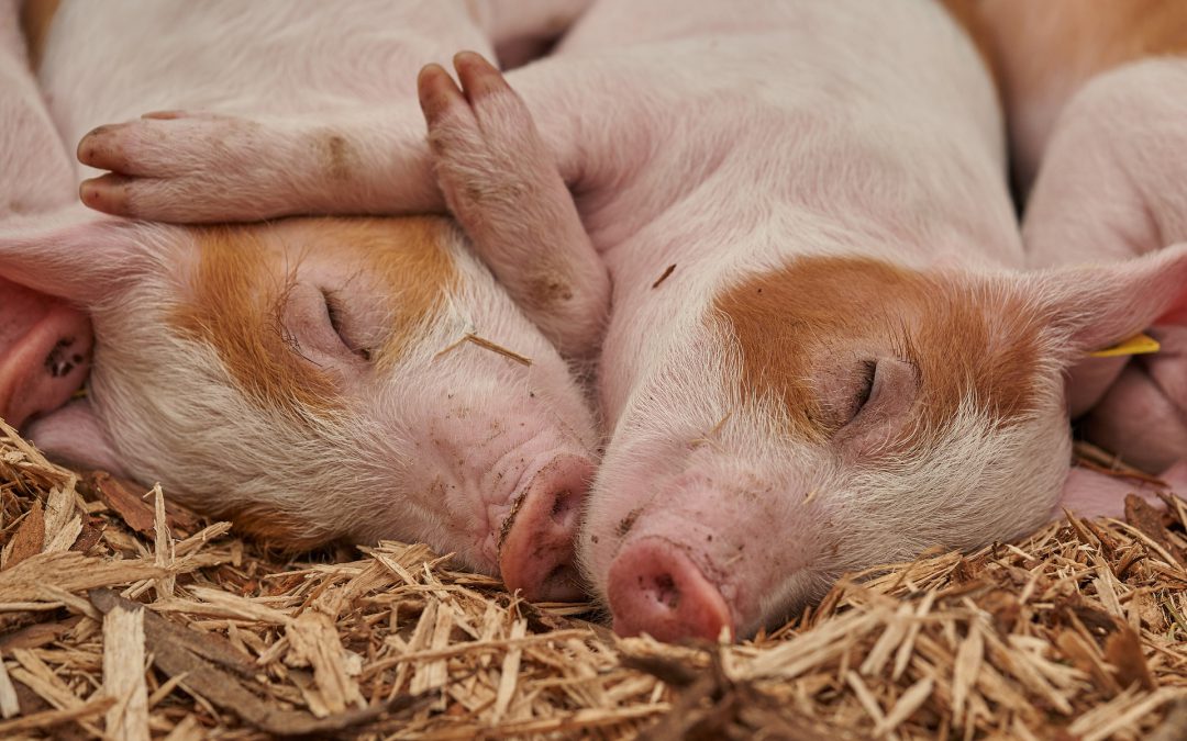 Capranica (VT) – Strage di animali. LNDC denuncia
