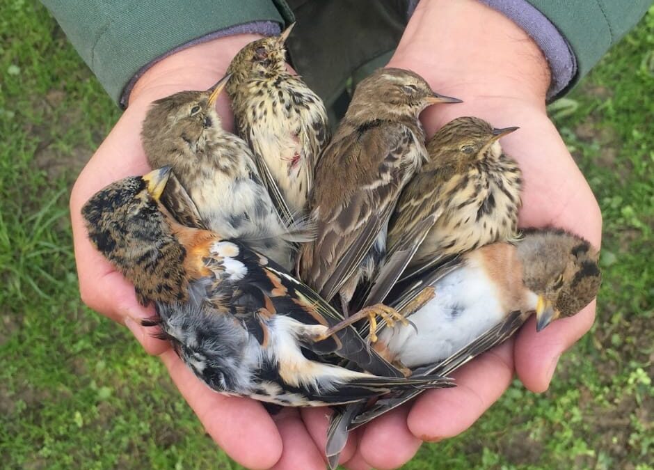 Verona, quasi 200 uccelli protetti cattura e uccisi
