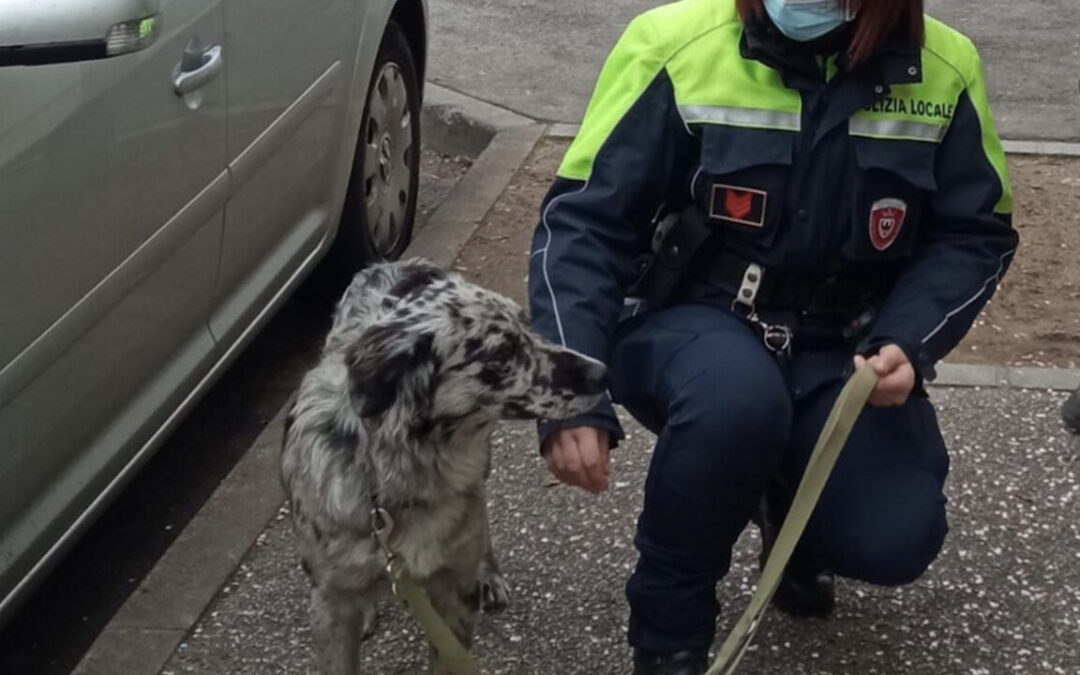 Trento – LNDC si sta occupando di Pallina, la cagnolina del video virale
