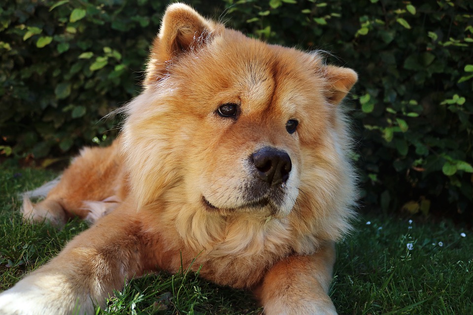 Montemurlo (PO) – Lasciano il cane sul balcone e muore di freddo