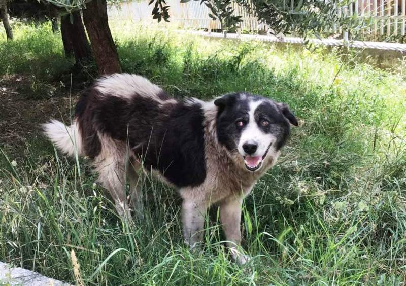 Castel Madama (RM), giustizia per “Cucciolone”
