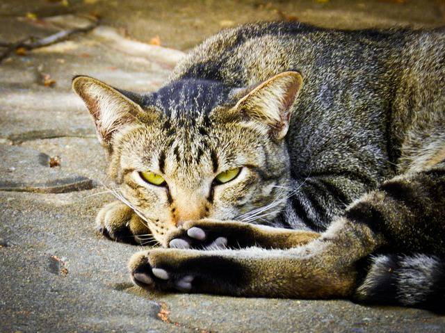 Lecce, il gatto Pierluigi massacrato a calci