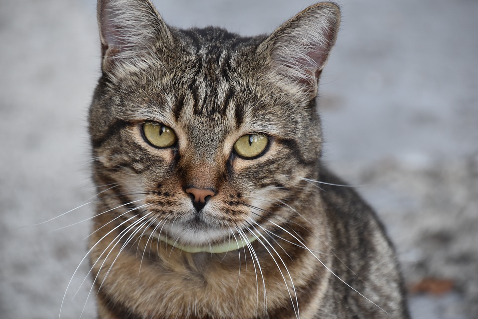 Reggio Emilia – Tigro, gatto di colonia, ucciso da baby gang