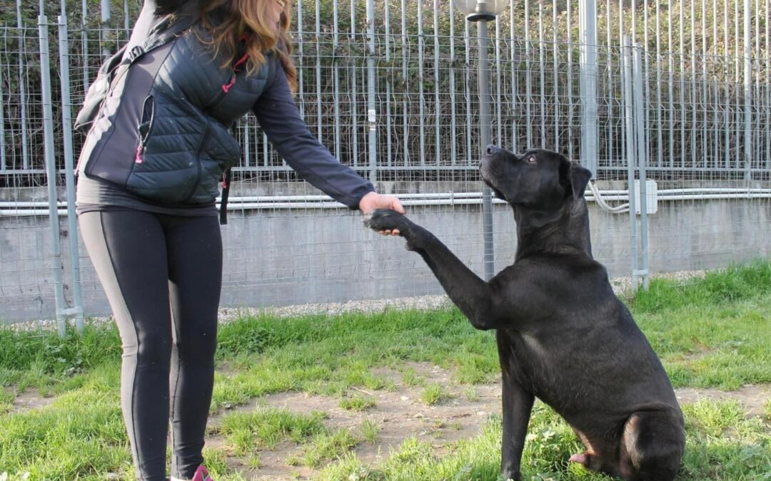 Roma – LNDC chiede giustizia per la morte di Rocky