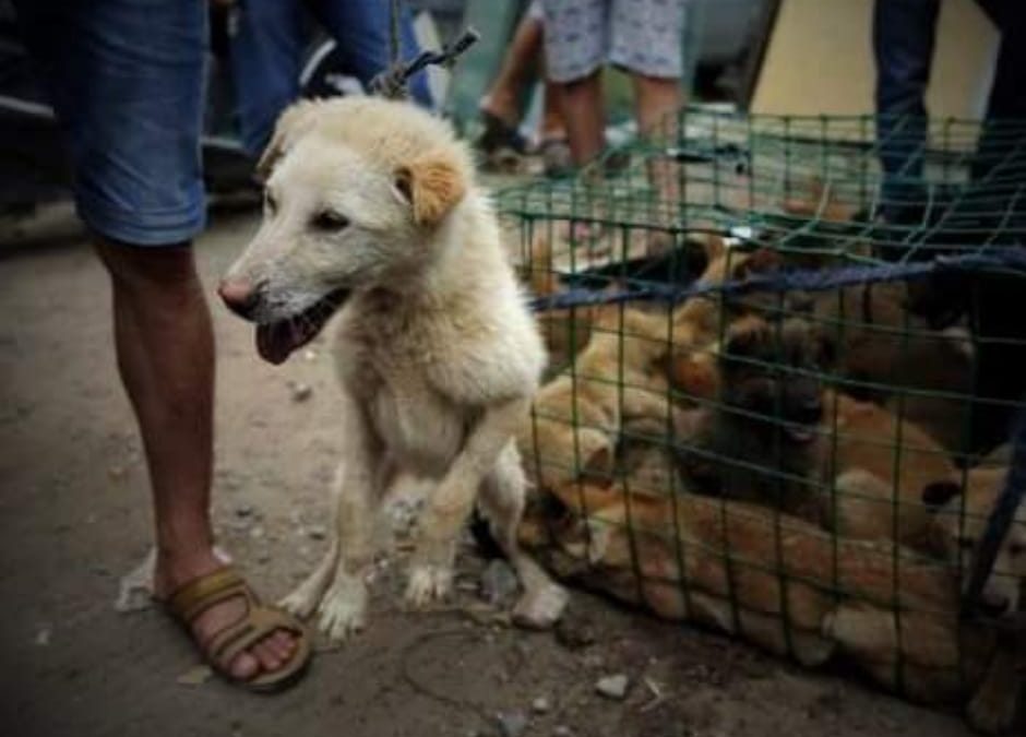 Yulin – L’orrore continua indisturbato