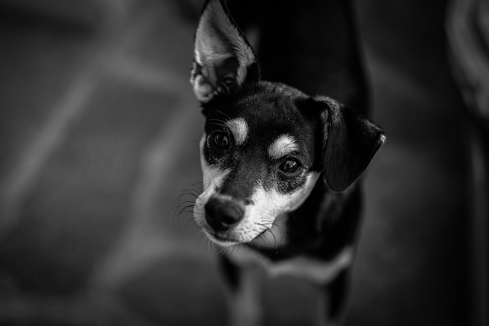 Gioiosa Marea (ME) – Ordinanza anti-cani in luoghi pubblici. LNDC scrive al Sindaco