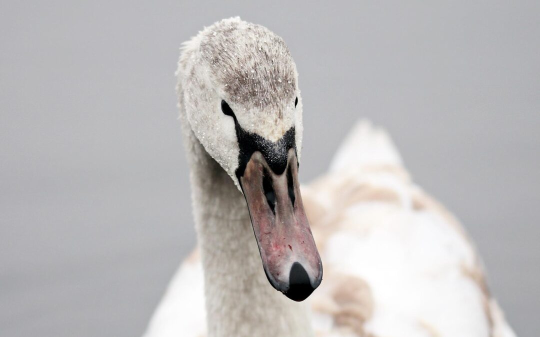Milano – Ucciso Brutus, il cigno del Parco Nord. LNDC denuncia