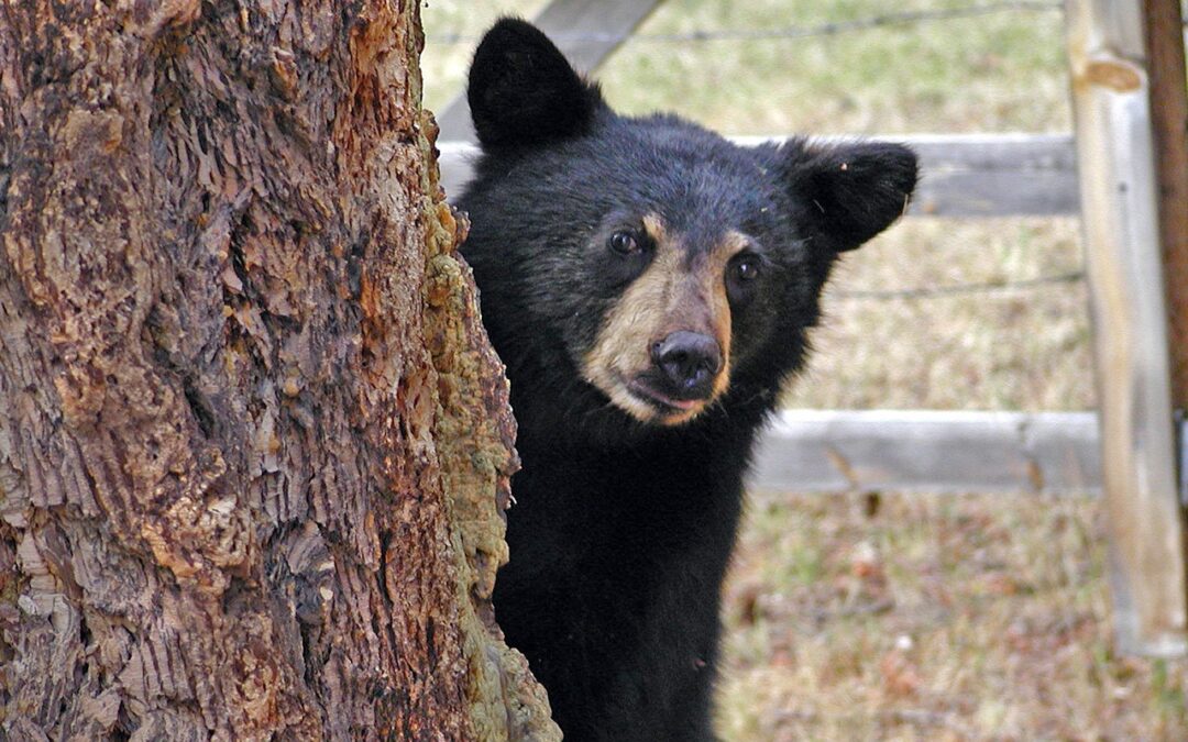 Val di Sole – Cucciolo di orso investito e ucciso