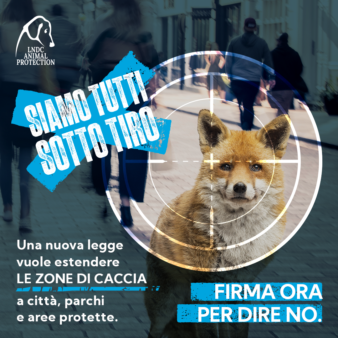 Firma la petizione #iosoffrosentoamo