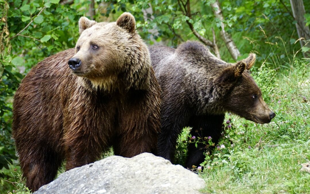 Consiglio di Stato accoglie i ricorsi di LNDC Animal Protection. JJ4 e MJ5 ancora salvi in attesa del giudizio di merito.