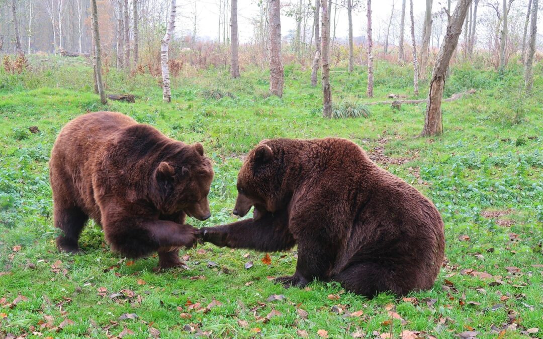 Vittoria per gli orsi JJ4 e MJ5 – Il Consiglio di Stato accoglie in toto il ricorso di LNDC Animal Protection