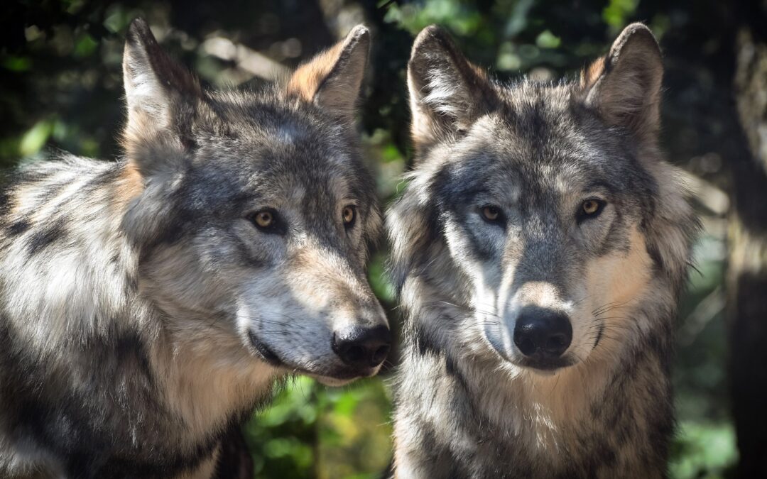 LNDC Animal Protection, LAV e WWF preparano nuovo ricorso contro Fugatti per proteggere i lupi