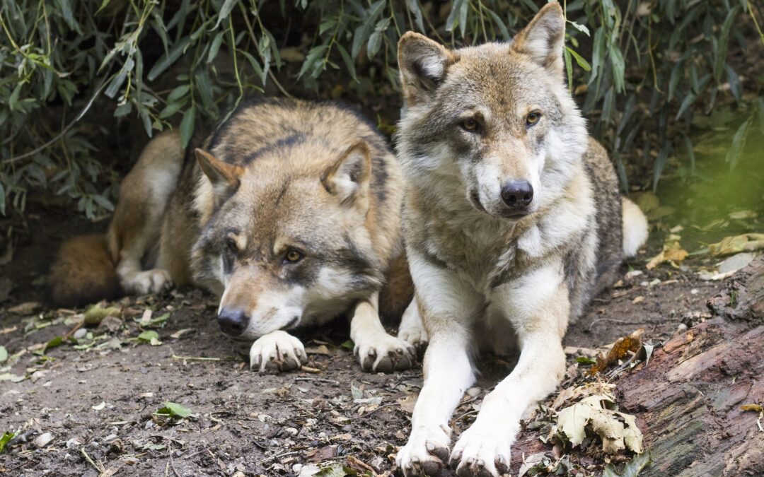 Dopo gli orsi, Fugatti prende di mira i lupi. LNDC Animal Protection pronta ad azioni legali