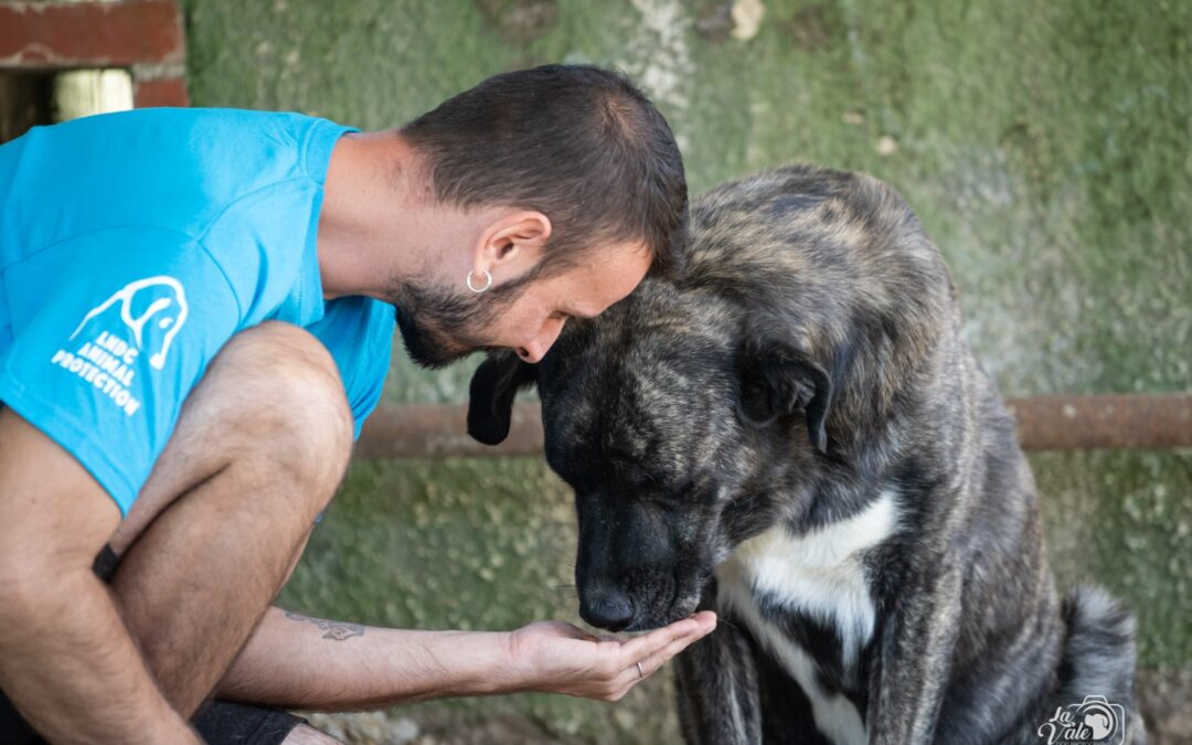 11 aprile – Giornata dei rifugi per animali: dove rinasce la speranza