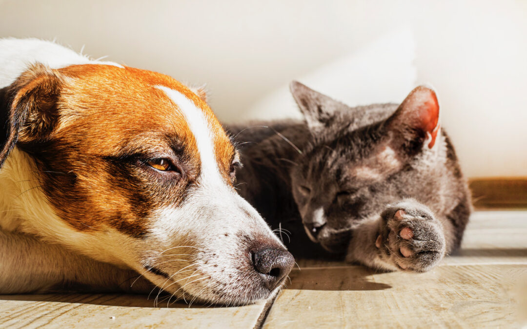Un cane e un gatto gravemente feriti da cacciatori
