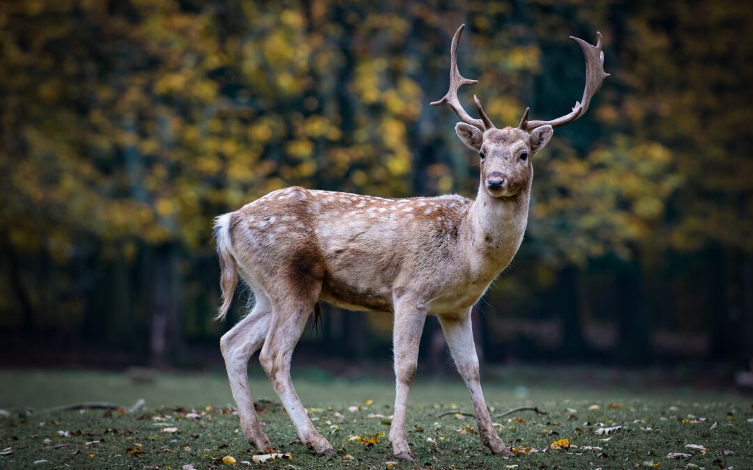 LNDC Animal Protection sostiene la petizione “Io scelgo”