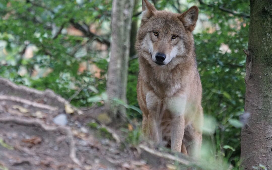 Trento, ricorso improcedibile ma lupi della Lessina salvi. Le Associazioni: “rischio che riaccada in futuro”