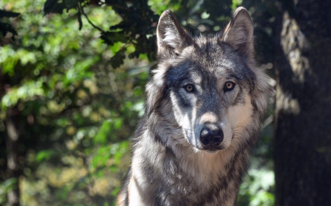 Lupi in Alpago e Valbelluna, LNDC contro Corazzari