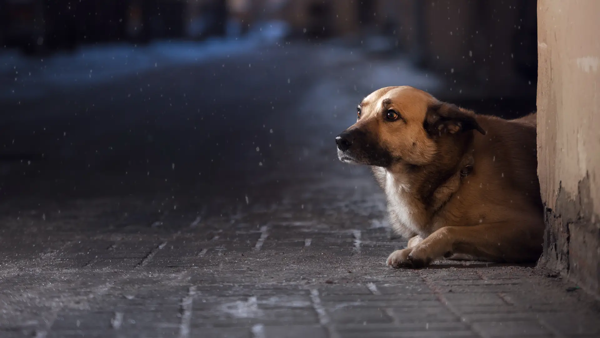 Aiuta gli animali abbandonati insieme a LNDC Animal Protection aiutare-animali-abbandonati-lndc-crop