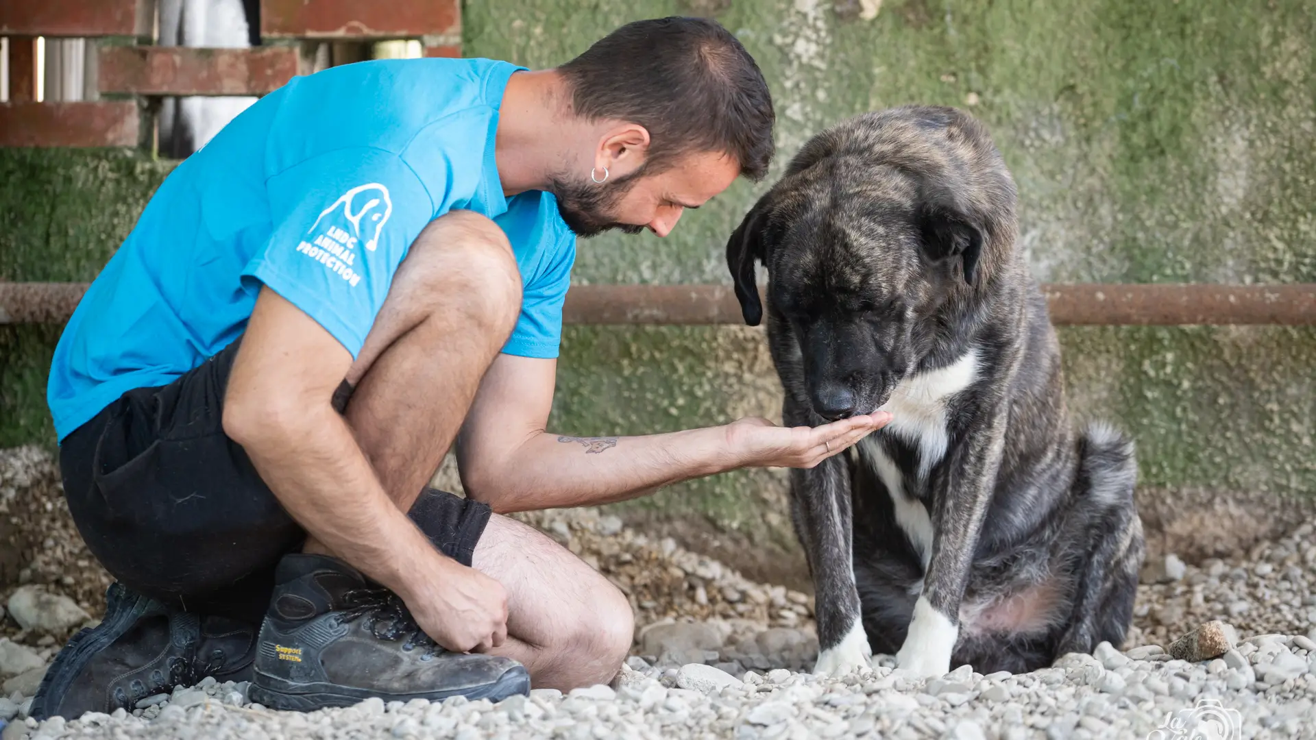 Volontariato per gli animali abbandonati con LNDC Animal Protection volontariato-animali-abbandonati-lndc
