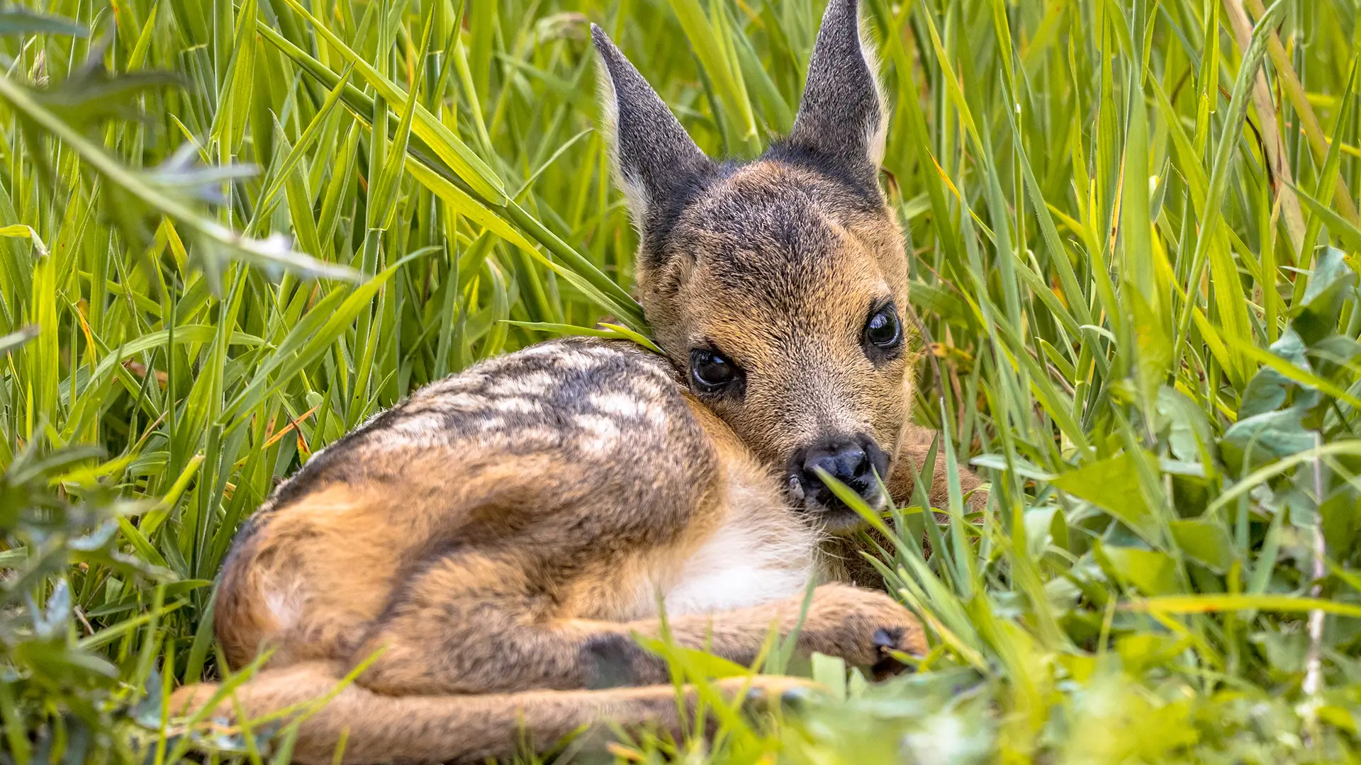 Decine di cuccioli di cervo saranno uccisi cuccioli-cervo-uccisi-abruzzo