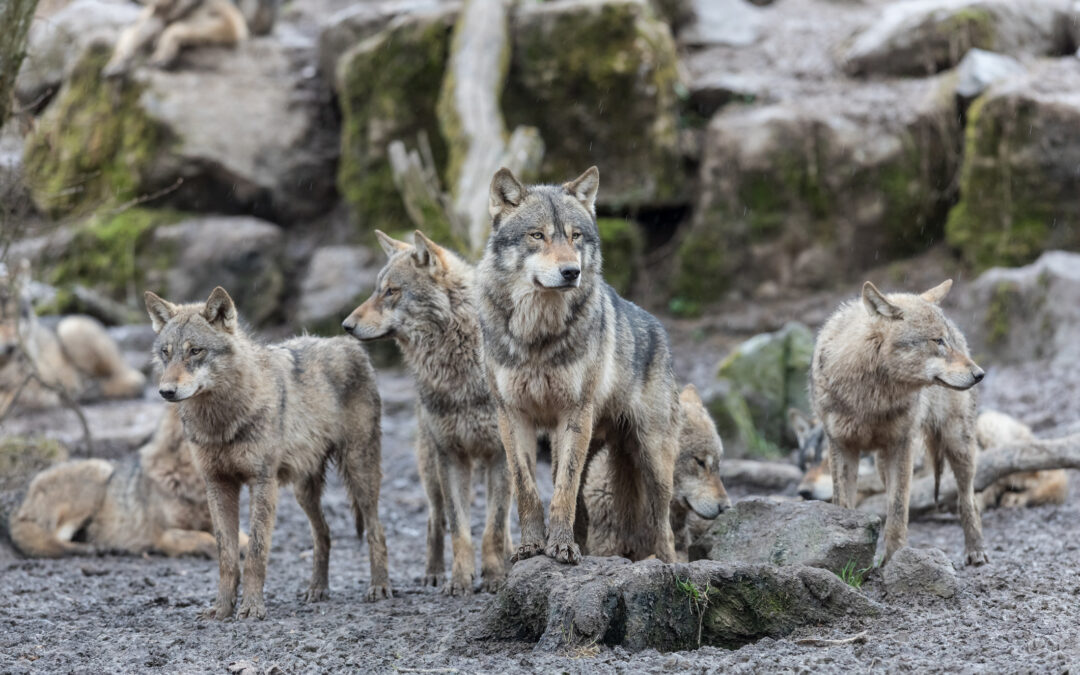 LNDC Animal Protection condanna l’approvazione in Senato dell’emendamento che consente gli abbattimenti dei lupi