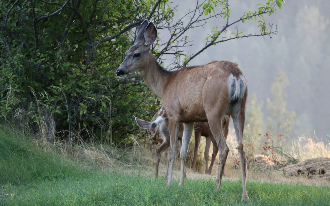 Caccia ai cervi in Abruzzo sospesa dal Consiglio di Stato. Soddisfazione di LNDC