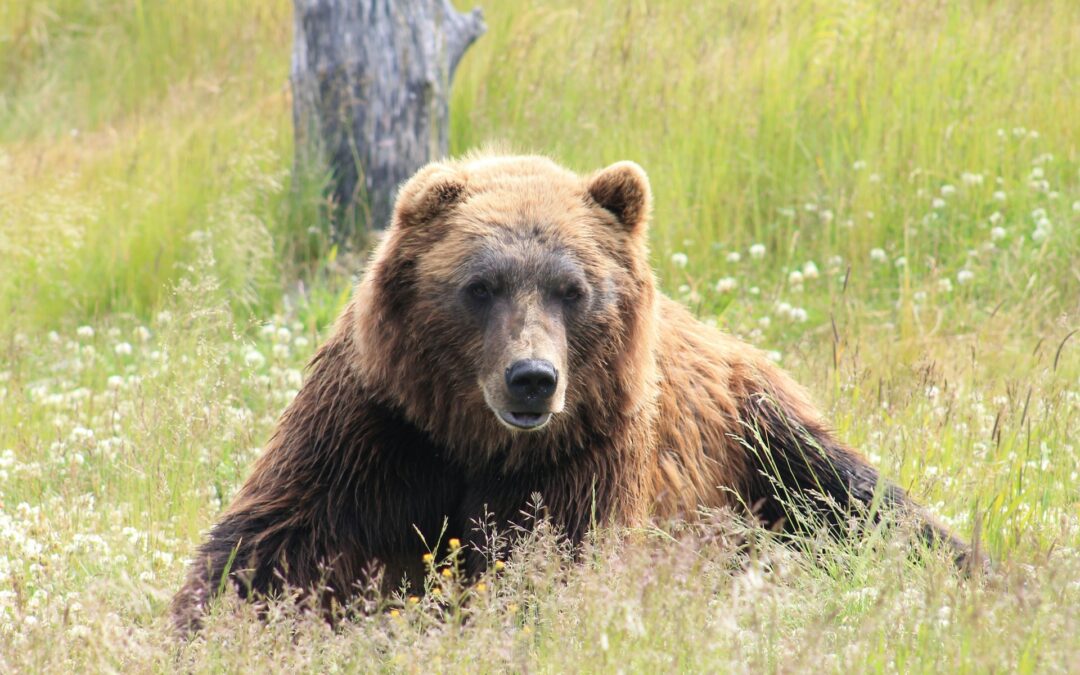 Fungaiolo “aggredito” a Trento da un orso con lievissimi danni. LNDC: “Ennesimo pretesto per uccidere, ci opporremo”