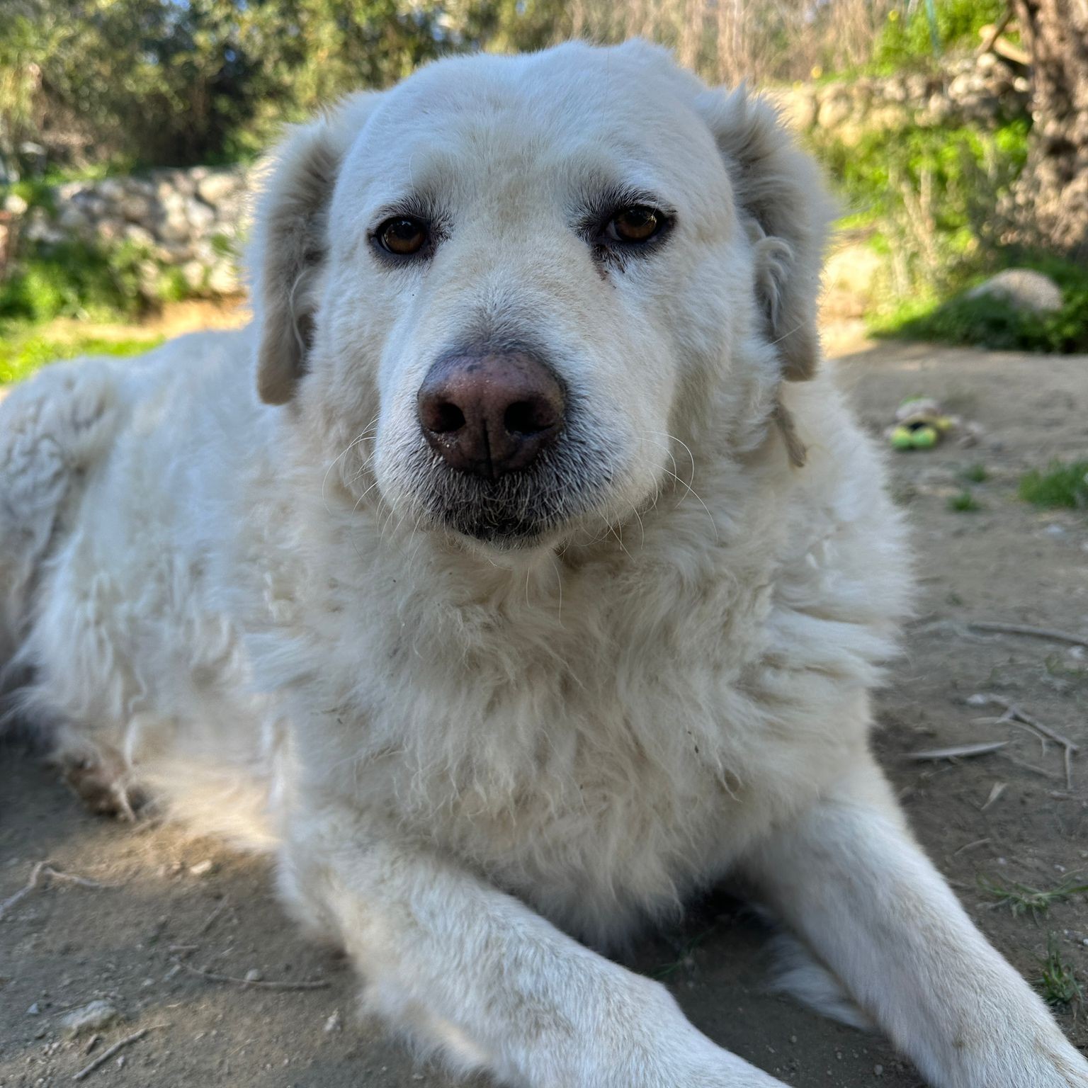 CURVY san valentino animali curvy san valentino animali