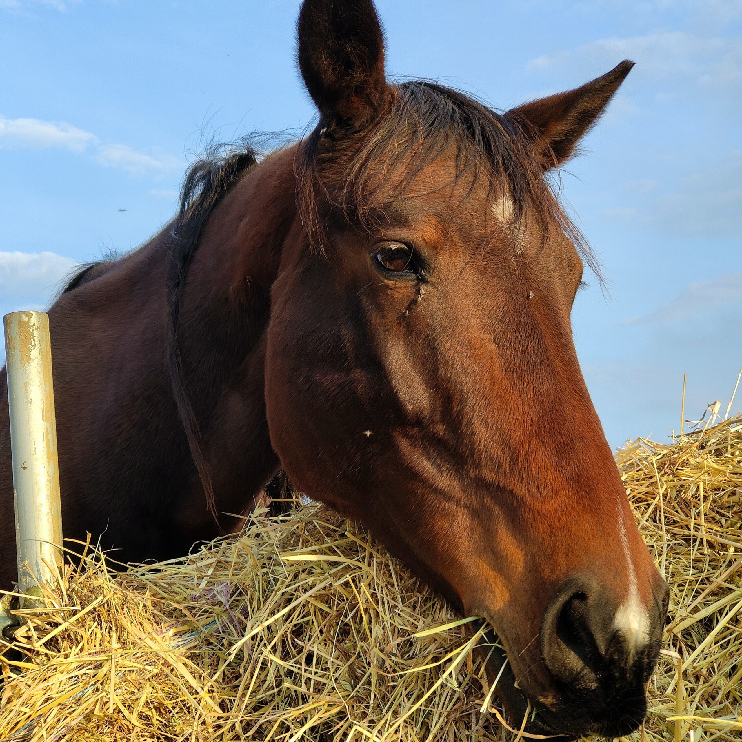 Stelvio san valentino animali stelvio san valentino animali