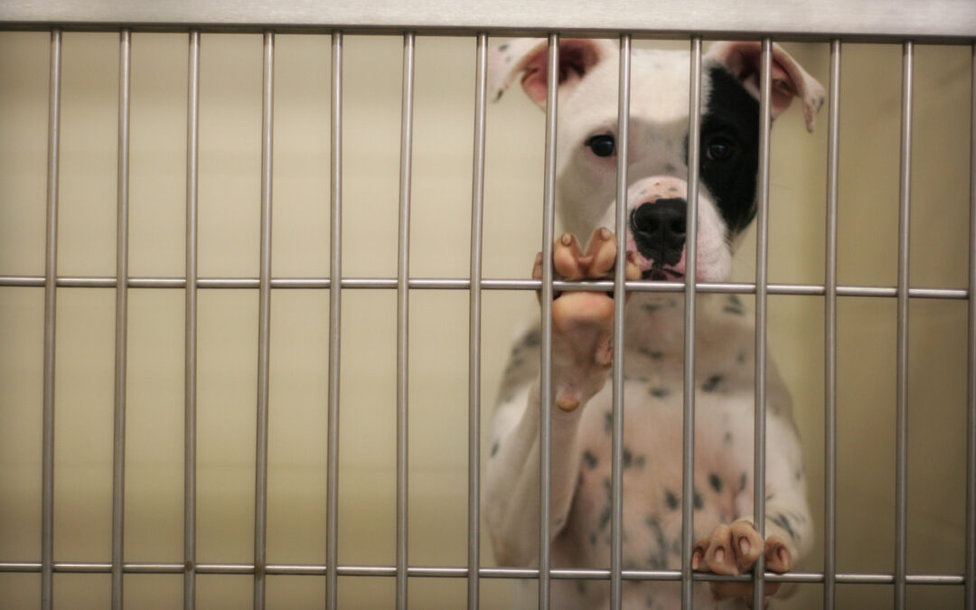 “Indovina chi viene a cena” porta alla luce il caso del canile sanitario ASL di Pescara: LNDC Animal Protection chiede giustizia per i cani uccisi