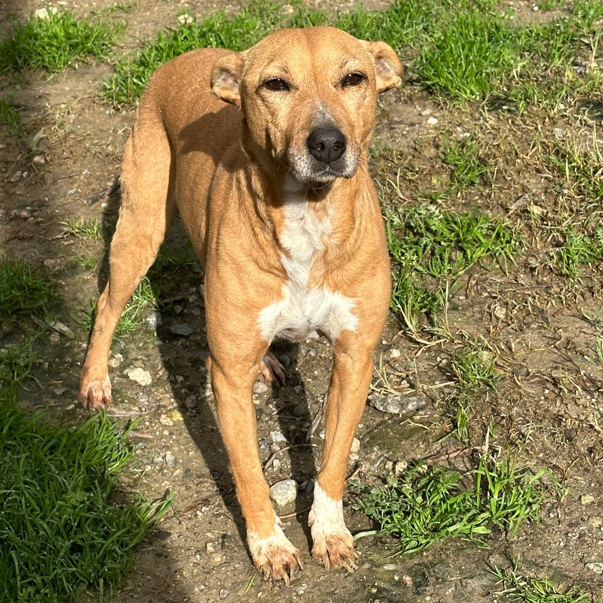 circe san valentino animali circe san valentino animali