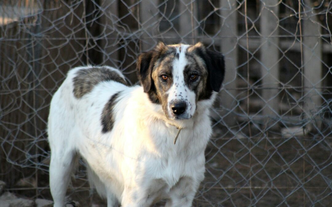 La soppressione di cani e gatti in Italia: cosa è cambiato con la Legge 281/91