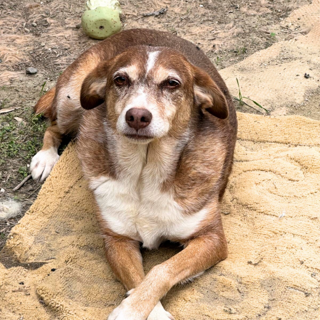 bella adozione a distanza