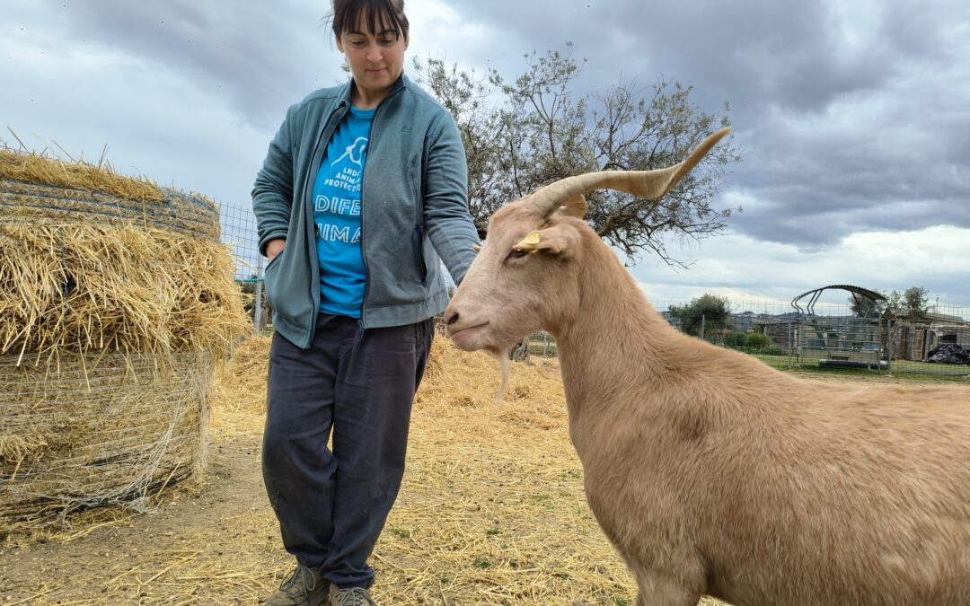 Freddy, il capretto che ha trovato la libertà