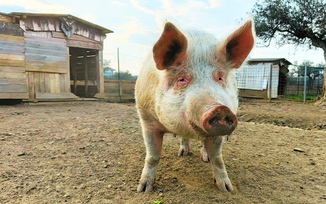 Santiago: da destinato al macello a eroe della Libertà