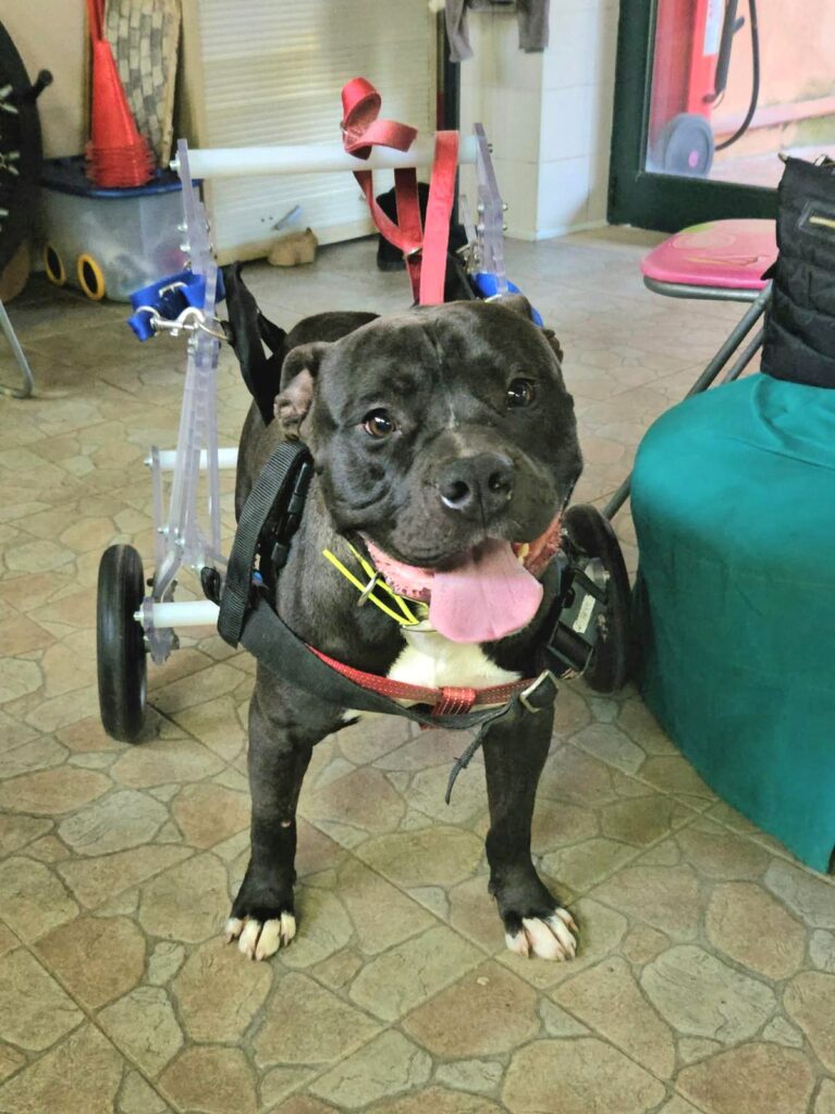 adozione a distanza amore