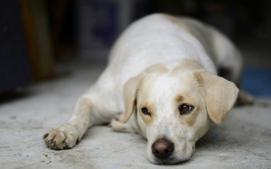 Zola Predosa (BO), uccise brutalmente il cane e poi gli diede fuoco: nuova udienza in Tribunale. LNDC: “Noi saremo sempre dalla parte degli animali”