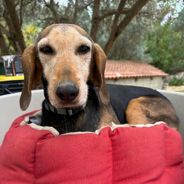 eva adozione a distanza