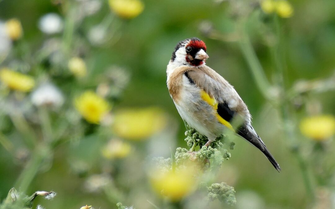 Uccellagione sul Lago d’Iseo: necessaria una maggiore tutela della fauna selvatica