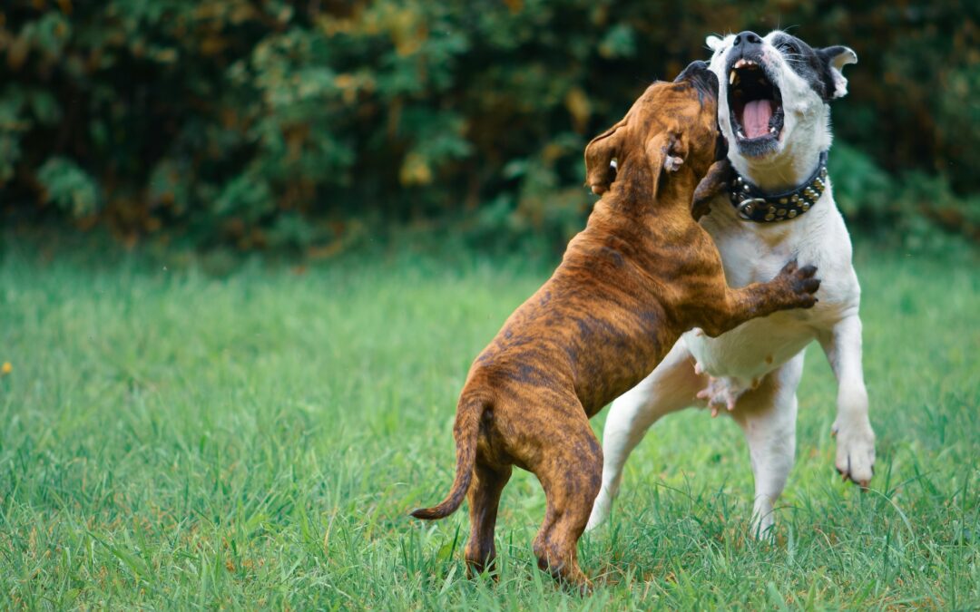 Combattimenti tra cani: un crimine da fermare