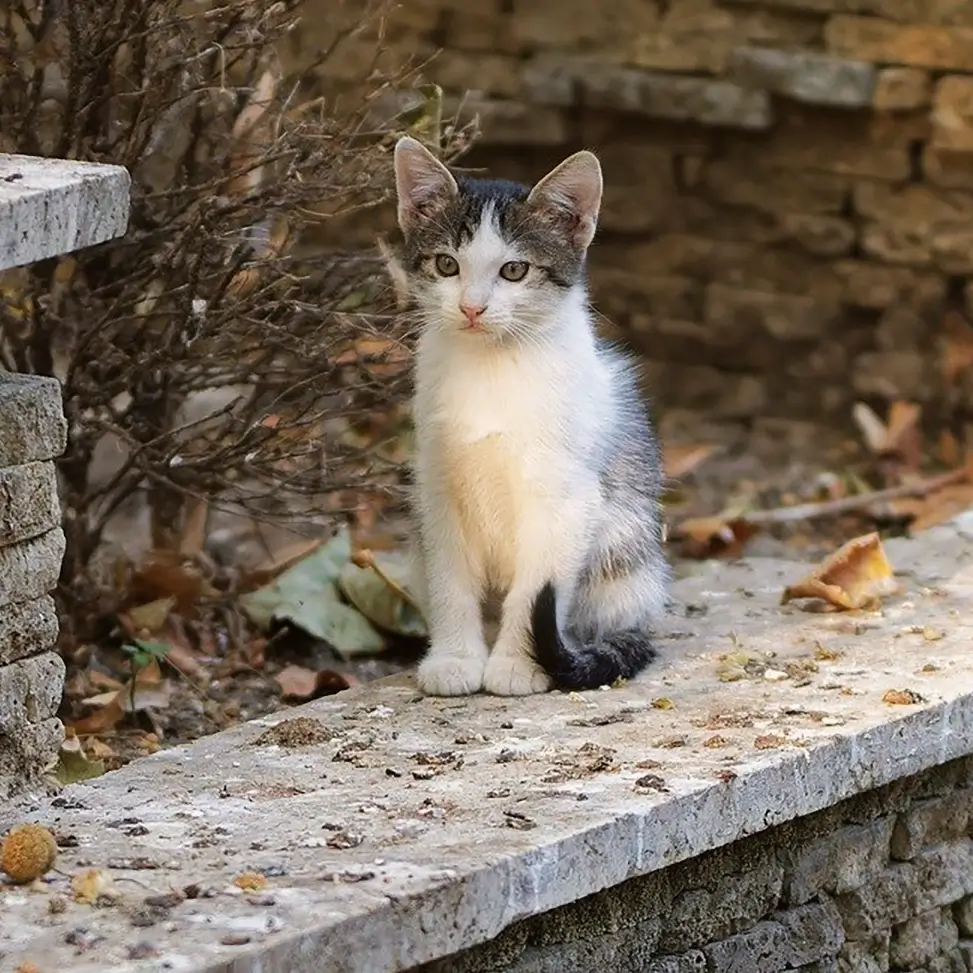 come-curare-fip-gatti-farmaci-petizione-mobile